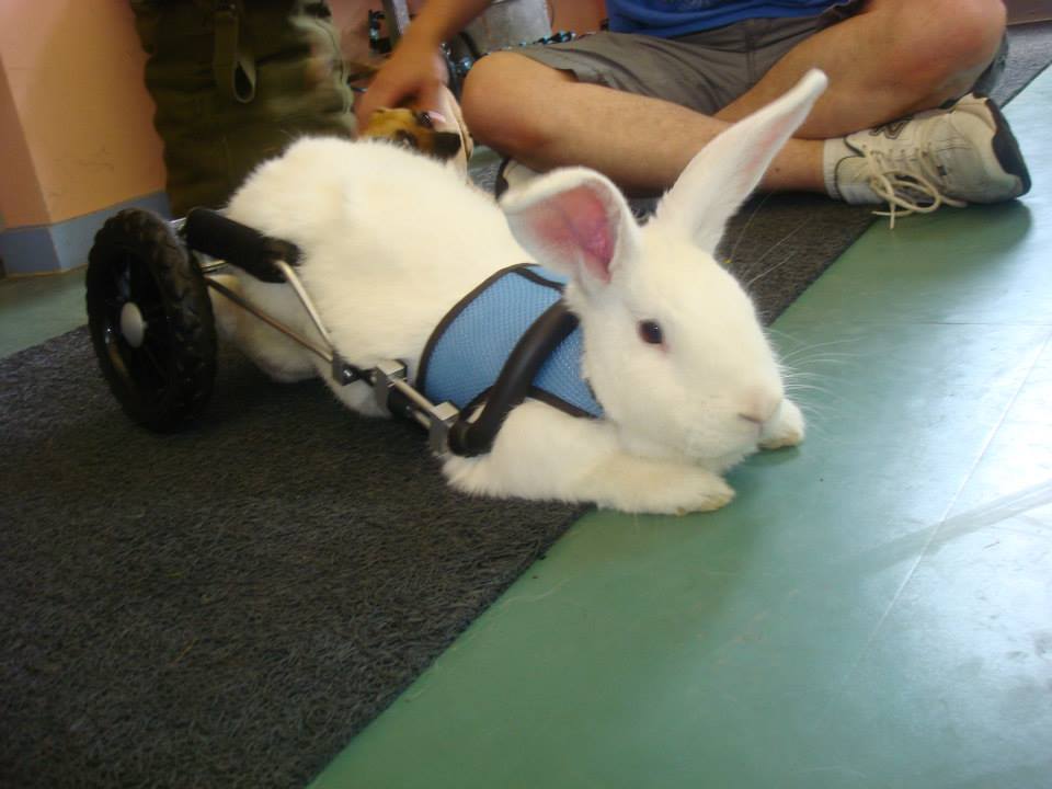 disabled rabbit supplies