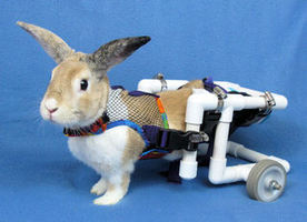 disabled rabbit supplies